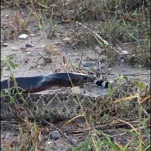 12K views · 75 reactions | Snake hunting lizard | Wild World | Facebook