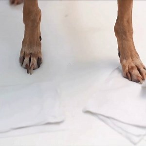 Prevent your pup from tracking in those April showers. | HGTV Home