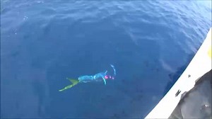 813 reactions · 2.6K shares | Crazy chasing LURES! | Prawn Fishing Kaki | Facebook