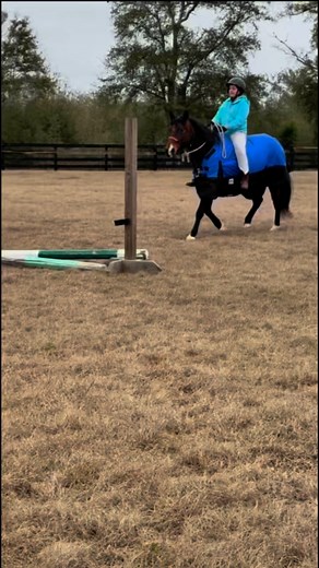 Can gaited horses jump? #wecocala #funnyhorsereel #gaitedhorse #jumping | Tracy Davis