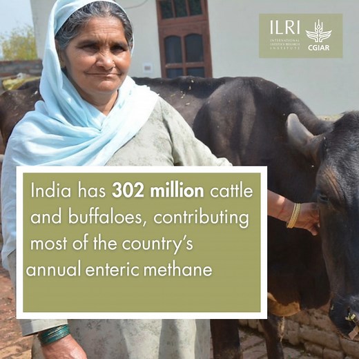 Farmers and policymakers need to base their farming strategies on accurate data, including methane emissions. ILRI and Indian Council of Agricultural Research are capturing regional, seasonal, and dietary variations in #India to guide policy and practices better. #ILRIClimateStories #COP30 | ILRI