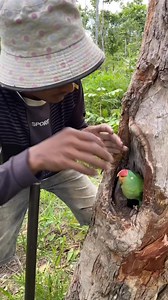 145K views · 1.6K reactions | Man in forest meet parrot in tree hole !!! . . . #birdnest #parrot #birds #wildlife #pet #reelsfbシ #reelsvideoシ #birdlife #fbreelsfypシ゚viralシ #parrotlife #birdlife #birdsofinstagram See less | Charlotte Luzile | Facebook