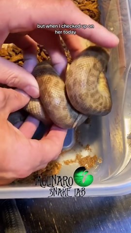 Sometimes you get a bunch of slugs!