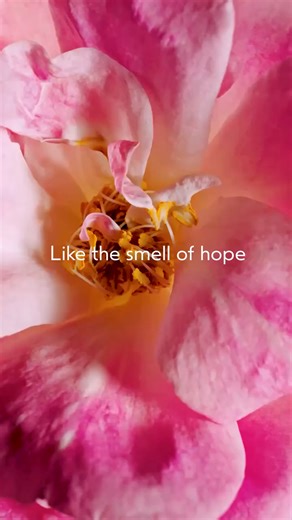 Few things leave us feeling nourished like our favourite hand creme, infused with an iconic blend of certified organic lavender, petitgrain, and ylang-ylang. Except, perhaps, when it helps fund life-changing research. For a limited time, we're pairing our best-selling Hand Relief™ with our calming, hand-crafted Shampure™ aroma. £7.40 ($10 USD) from each purchase* supports cruelty free research at the Breast Cancer Research Foundation®. 💗 https://aveda-uk.visitlink.me/WwMzhm *The $10 USD donatio