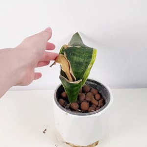 How I saved my plants with the Picturethis App👇🎍 | PictureThis