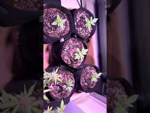 ‪@FastBudsGenetics‬ Gorilla cookies Autoflower