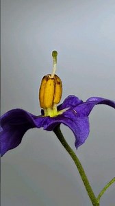 Solanum flower close up 📸
