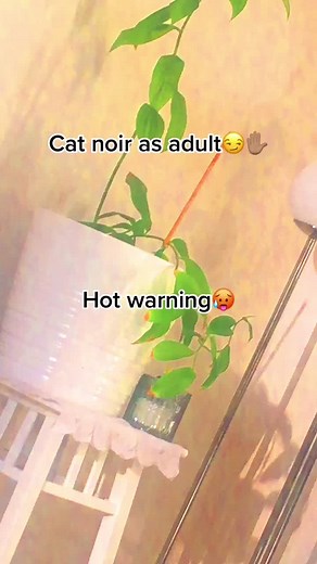 Cat noir as adult #catnoir #miraculous #hot #warning⚠️ #blowthisup #fy #viral