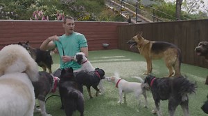 9K views · 440 reactions | Teri is officially a Lucky Dog in training! Now she gets to meet the pack... | Lucky Dog | Facebook