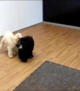 Bo and Bonnie. | The Play Barn at Mearns Canine Lodge | Facebook
