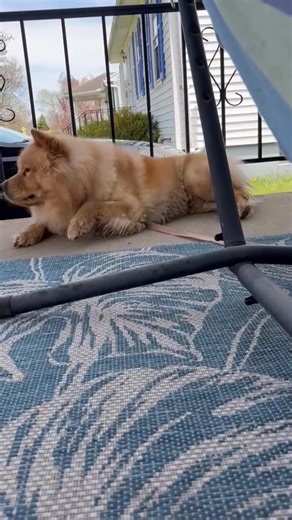 4.8K views · 223 reactions | Sweet Benny formerly Buddy Needs Your...