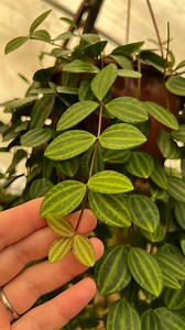 33 reactions | El baile de esta Peperomia Angulata #plantas #plants #josgallplant #peperomia #indoorplants #homeplants #plantasdeinterior #vivero #plantsathome #jungleplants #plantsplantsplants #plantaddict #peperomias #plantaddiction #plantaddicts #plantaornamental | Josgall Plant | Facebook