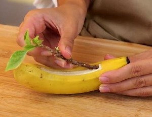 9.2K views · 50 reactions | Indoor gardening hacks to grow a lush plants inside! | 5-Minute Recycle | Facebook