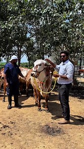 368K views · 15K reactions | SAVE and SHARE to Dairy ఫార్మర్స్欄 . . . . . #Dairyfarmers #Information #ivf #cows #milk #App #tips #Agriculture #Technology #breeds #real #own #Fertilisation #farmers #trending #bigboss #telugu #telangana #Embryo #rythupalaka | Rythupalaka | Facebook