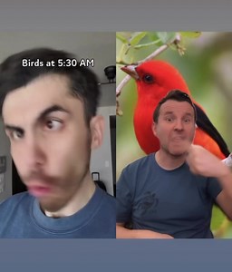 Birds - perfect imitation 🥰 | Markulland