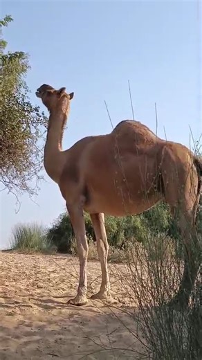 Camel eating grass in bakhu | Animal breeding zone.