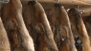 Fur price increase driving more people to trap on P.E.I. | CBC News