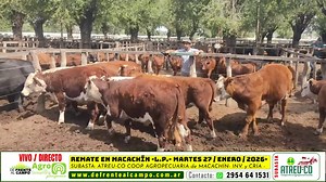 en VIVO - 14,30 hs. - REMATE FERIA de ATREU-CÓ - MARTES 270 / ENERO / 2026 - MACACHÍN -L.P.- | Jose Maria Garcia Casarrota