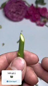 Cách ghép hoa Hồng #hoahong #chuẩngarden | Chuẩn Rose Garden