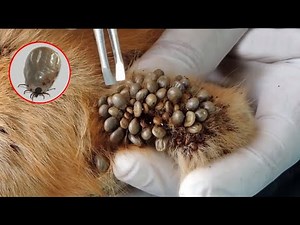 We Are Help This Poor Dog From dangerous Ticks Attack |ticks on dogs removal| Ticks| #shorts