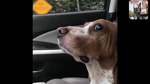 100 reactions · 27 comments | Arthur Chandler checking in…. It was too hot today ￼ for a big walkie, but mommy still took me for a ride so I could smell all the smells  ￼ | Buddy the Basset and Friends | Facebook