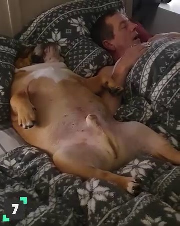 658K views · 23K reactions | Heartwarming moments of dogs being man's best friend.  | Animal Antics | Facebook