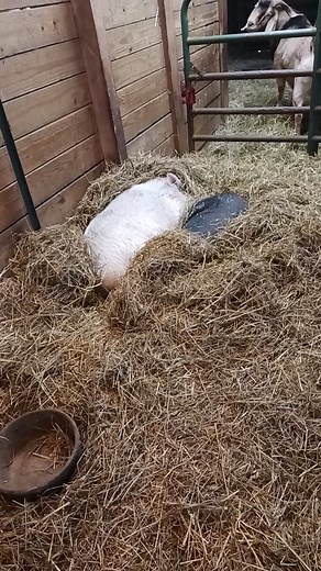 Wilbur & Orville REFUSE to get out of bed! | Ohio SPCA