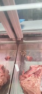 5.3K views · 57 reactions | Shoshanguve kwik save butchery rotten meat  | News Buzz SA | Facebook