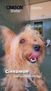 Adopted 💕 A5394253 ✰ CINNAMON -7/28/23- 😢OWNER SURRENDER😢 💟🐶🐾 Please FOSTER or Adopt Today! 🐾🐶 💟 Sweet cinnamon is three years old and her owner is no longer wanted the responsibility. She’s already spayed and ready to go. Please share. #A5394253 My name is CINNAMON and I'm an approximately 3 year old female Yorkie. I am already spayed. I have been at the Carson Animal Care Center since 7/28. I will be available on 7/28. You can visit me at my temporary home at C321. 🔹Yorkie 🔹 AGE:3 y