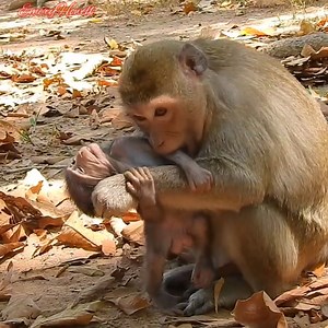 10K views · 280 reactions | Oh God! Poorest baby monkey cries so much and seizure irritate by Mom weaning baby in cruel ways. #babymonkey #monkey #monkeys #monkeylove #MonkeyLife | Emery Monkey | Facebook