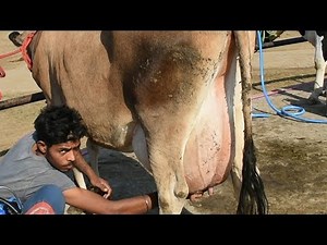 Milking of a heavy milker jersey cow