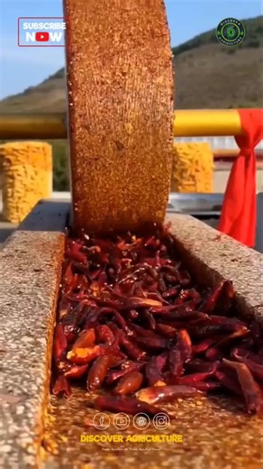 Dive deep into culinary history with this ancient method of making chilli powder and groundnut powder. Passed down through generations, the traditional process involves carefully selecting, drying, and grinding each ingredient to perfection. The result? An authentic blend that adds a rich depth of flavor to dishes. Discover the artistry behind these key ingredients and elevate your cooking experience today! #foodhistory #traditionalmethods #chilli #chillipowder #groundnut #groundnutpowder #powde