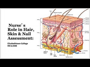 310 Lesson 4: Hair, Skin, and Nail Assessment