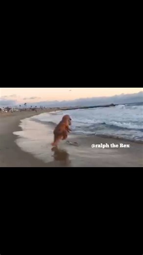 Surf a Saurus 🤣 #ralphtherex #summer #surf #skimboarding #surfing #beach #travel #comedy #outdoors | Ralph The Rex