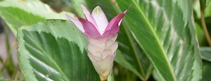 Astuces d'entretien pour votre Calathea | Truffaut