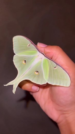 This luna moth hatching is unreal 😍 credit talalovesyou on Instagram | LIVEKINDLY
