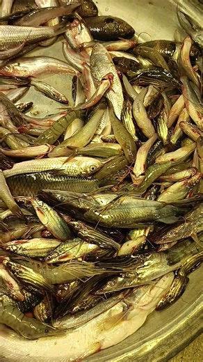 4.8K views · 61 reactions | South Asian fish market #fishmarket #fish #market #fishshop | Different city | Facebook