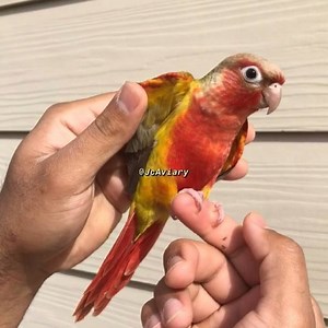 High red pineapple green cheek conure!! (Reserved for Paula) 😊 #jcaviary #pineapplegreencheekconure #conure #greencheekconure | JC Aviary