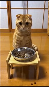 Angry Cat Demands Food… Then This Happens 😳🍽️