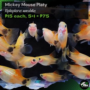 MICKEY MOUSE PLATY | Got Fish | Facebook
