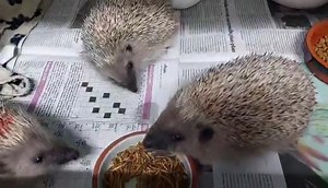Les raptors (Delta, Echo et Blue)🦕🦖 apprécient beaucoup beaucoup les vers de farine !😋 J'en profite pour rappeler que les vers de farine ne doivent pas être donnés tous les jours ni en grande quantité, car ils "absorbent" le calcium des os et peuvent être à l'origine de décalcifications mortelles, rendant les os friables et provoquant des fractures spontanées des os, entrainant la mort de l'animal (metabolic bone deseases : https://heavenlyhedgies.com/metabolic-bone-disease-in-hedgehogs/) | L