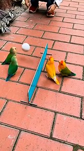 61K views · 2.8K reactions | Parrots playing Volleyball #parrots | Nature And Wildlife | Facebook