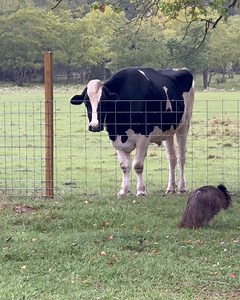 She’s from the outback but Moo doesn’t care | Shirtless Jake's Homestead