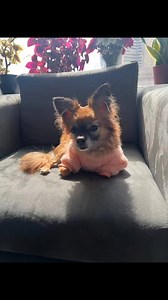 2.4K views · 35 reactions | Please help find this cutie missing from...