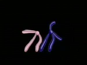 Crossing Over MEIOSIS  1 min on Make a GIF