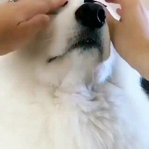 3D Microblading for 🐶s... Coming soon lol 🥰 #shareshareshare | 3D Microblading Eyebrows & Training