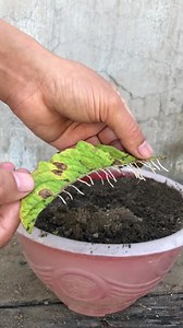 gerbera propagation #Growing #Planting #FlowerPlant #Anthurium #plantingroots #roses | Nico-Jackson-Zoey