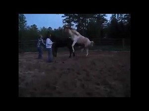 Pferde Zucht hart ~ Beste Pferde Paarung mit Mare