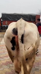 1st Timer 40+ Litre milker #hf #cow sold to Maharashtra | Today Farming Zone 2 | Facebook