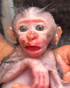 Heartbreaking Newborn Monkey’s Nose and Lips Swollen from Strange Illness | Monkey Xuka